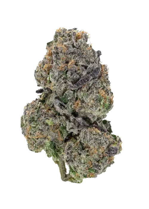 Glue 31