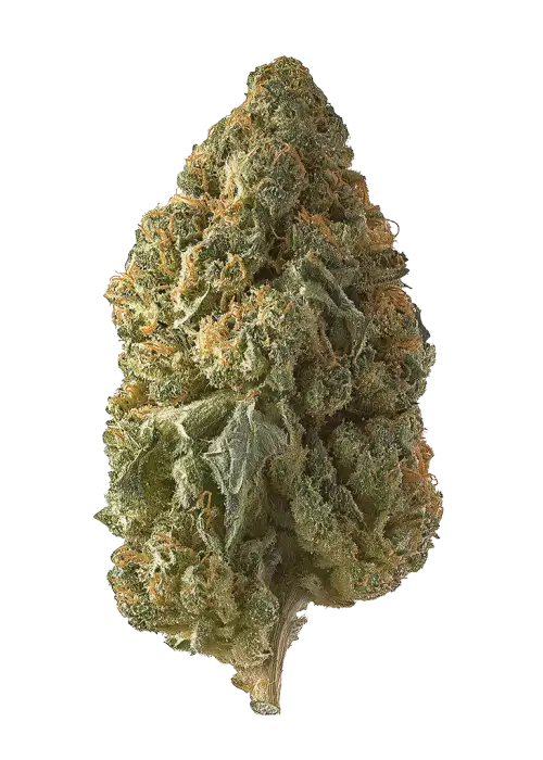 Bishop