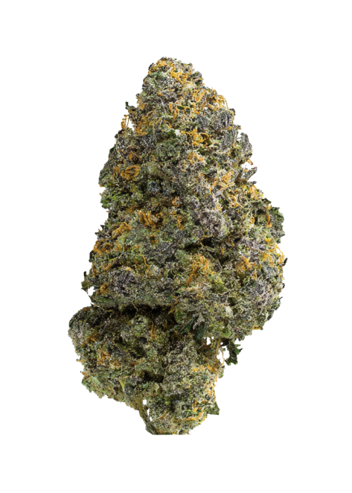 Platinum Bird