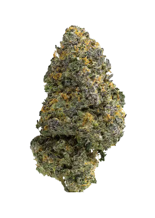 Platinum Bird