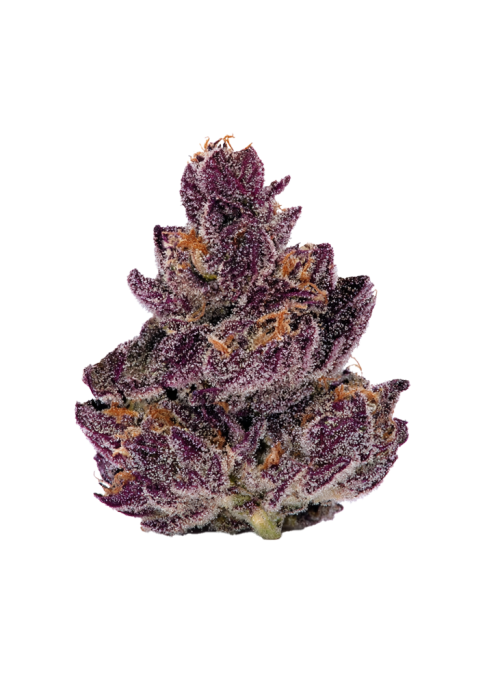 Sour Trop Bx1