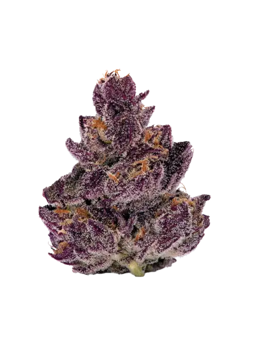 Sour Trop Bx1