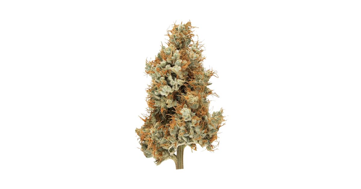 In the Pines cannabis strain