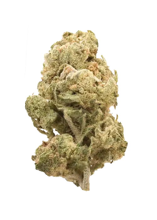 Zour Zuava