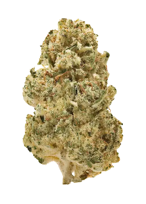 Papayamosa