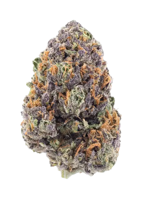 Slurricane #7