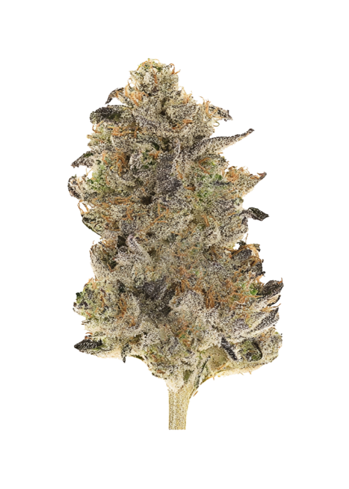 Black Cherry Twist
