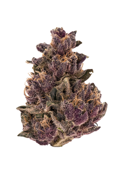 Egyptian Papaya
