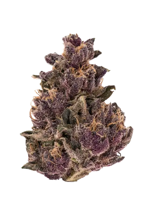 Egyptian Papaya