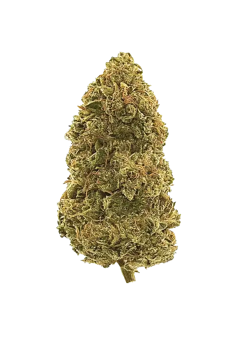 Savage Hulk F2