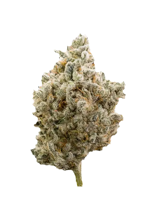 Gorilla Glue 4 S1