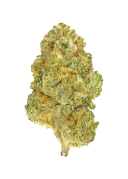 Blenders