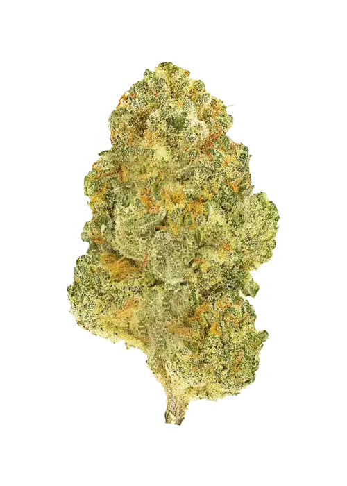 Blenders