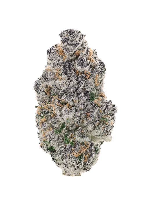 Disco Tiger