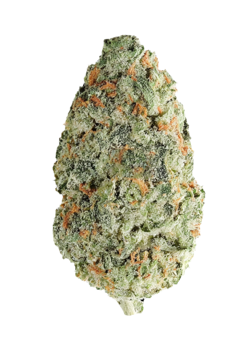 Guava Geisha