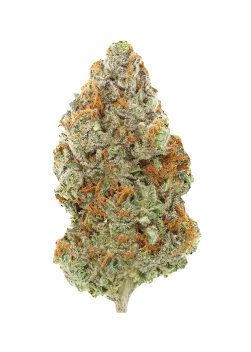 Lilac Cherry Blossom