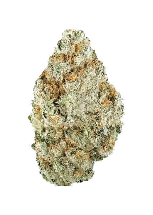 White Cherry Blossom