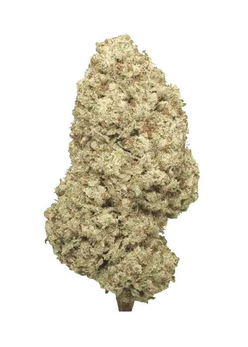White Guava Gelato