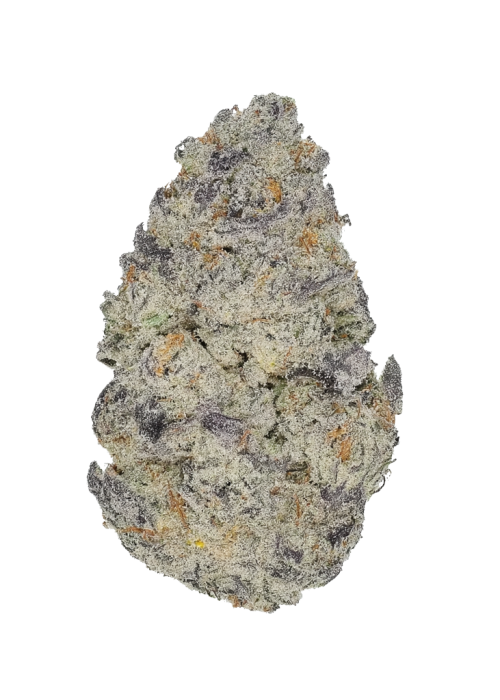 Blue Guava Gelato