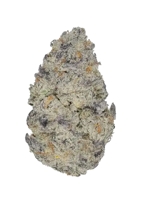 Blue Guava Gelato