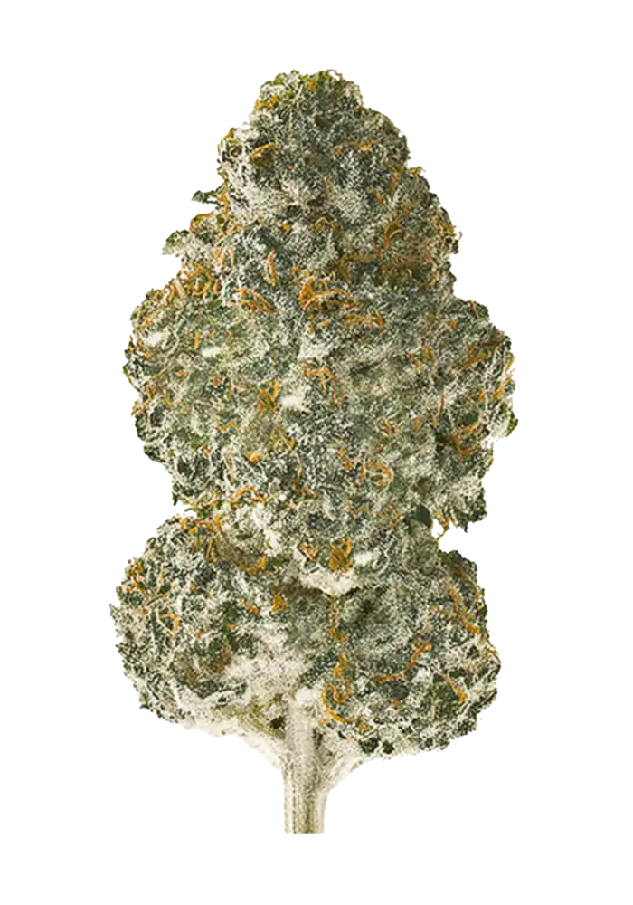 Privilege Smoke Cannabis Strain Information - GrowDiaries