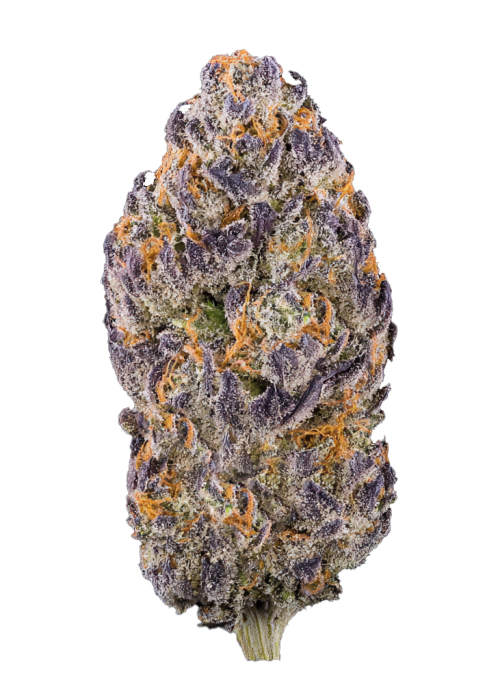 Black Truffle Pi’nana