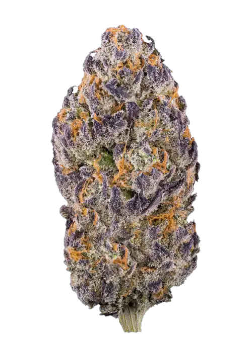 Black Truffle Pi’nana