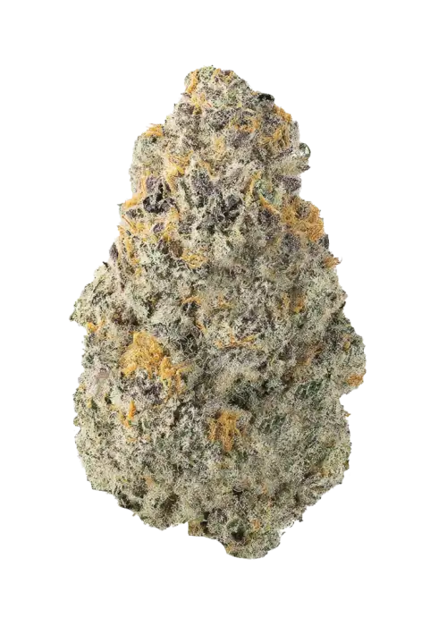 Moroccan Pi’nana Z