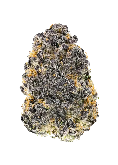 Gelato x Hollywood
