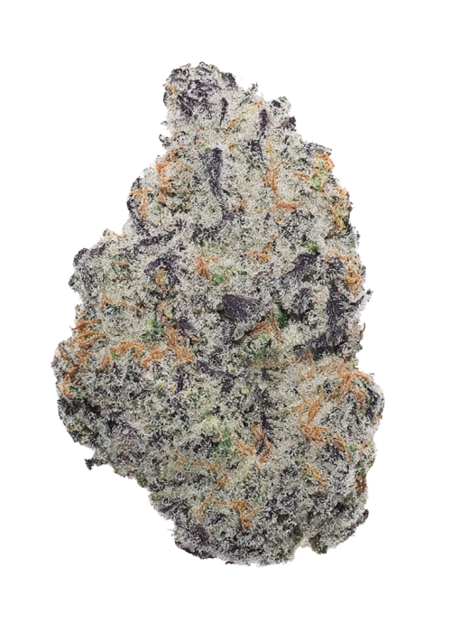 Grape Z x Hollywood