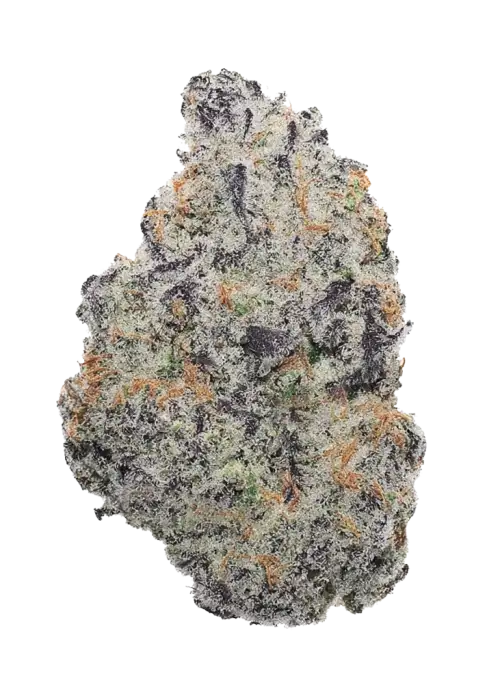 Grape Z x Hollywood