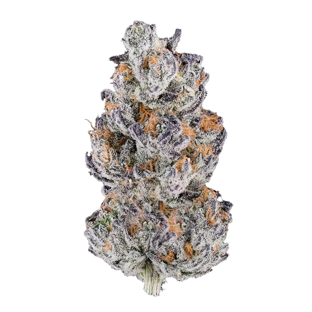 Papaya x Hollywood Cannabis Strain Information - GrowDiar