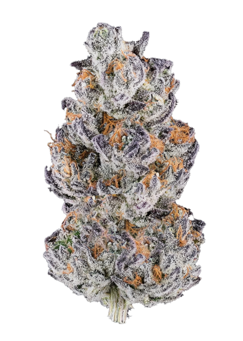 Papaya x Hollywood