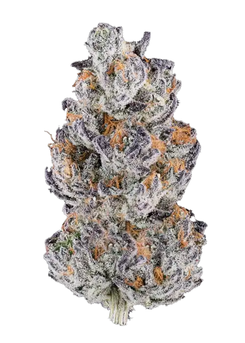 Papaya x Hollywood