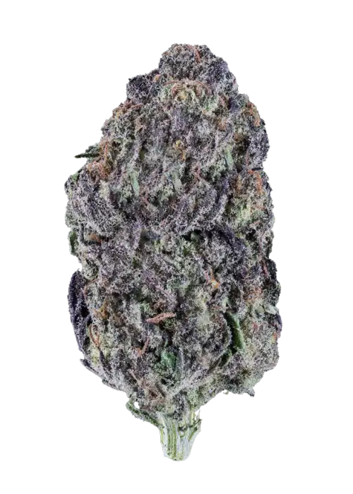 Sour Dubb x Hollywood