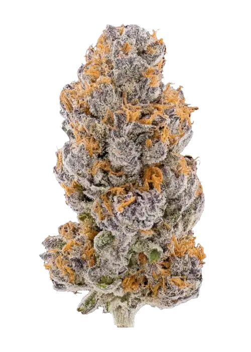 Dried Fruit