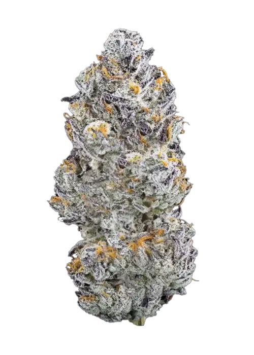 Cherry Zelato
