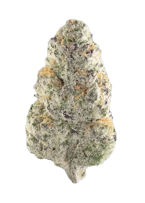 Beluga
