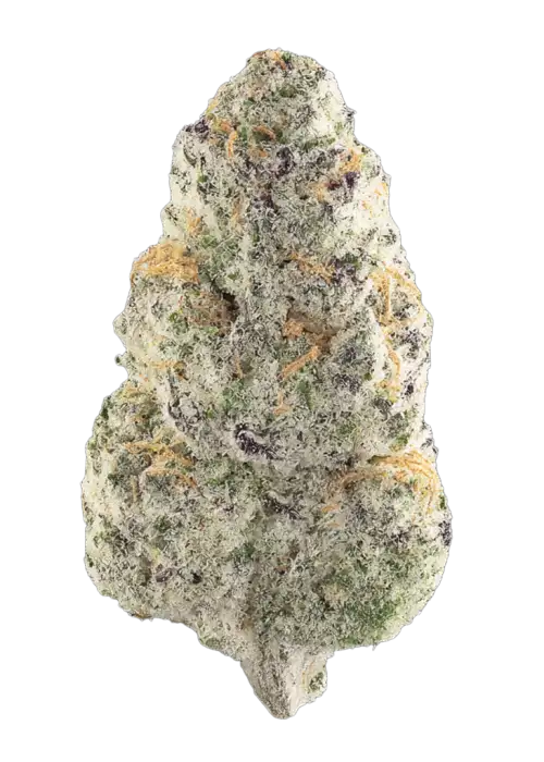 Beluga