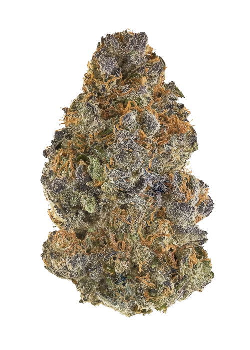 Landrace Pakistani