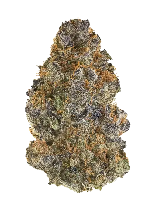 Landrace Pakistani
