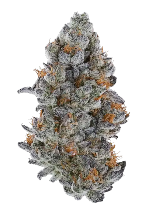 Lemon Cherry Gelato bx2