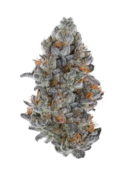 Lemon Cherry Gelato bx2