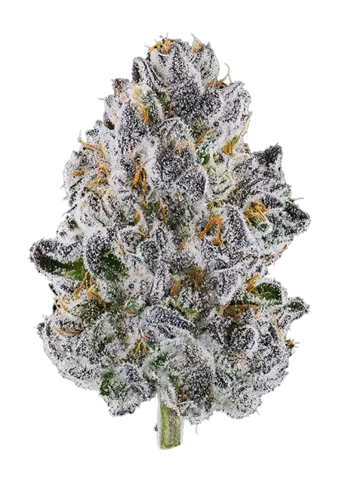 Lemon Cherry bx2