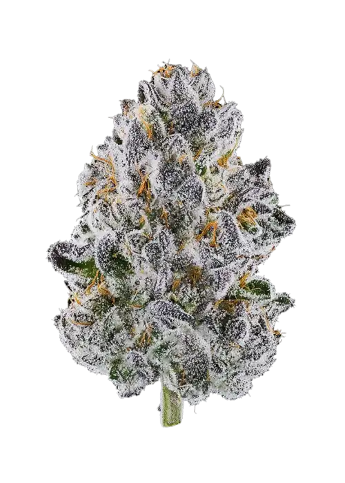 Lemon Cherry bx2