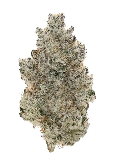 PF Fritter