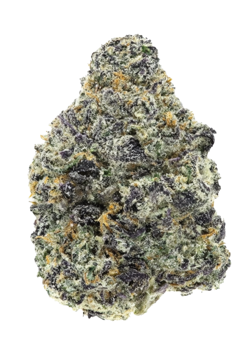 Zoasty