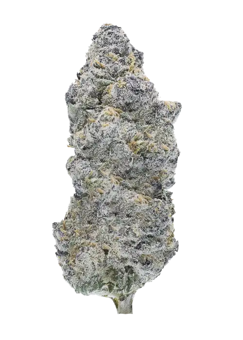 Planet Purple V2