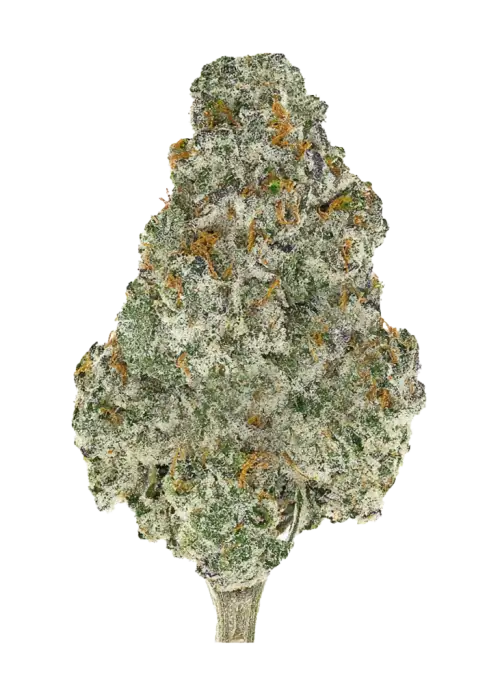 Blue Dream Full Term