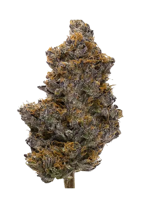 Tropical Cooler